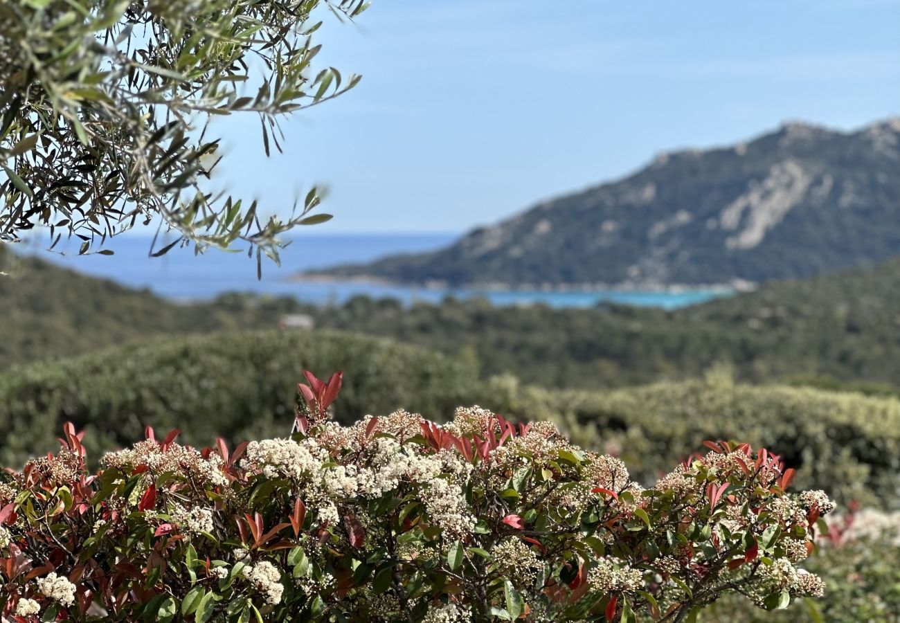 Villa in Porto-Vecchio - Casa Palombaggia